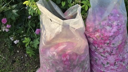 Кристиан Вигенин с ангажимент за разрешаване на проблемите на розопроизводителите (снимка 3)